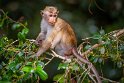 010 Wilpattu NP, ceylonkroonaap